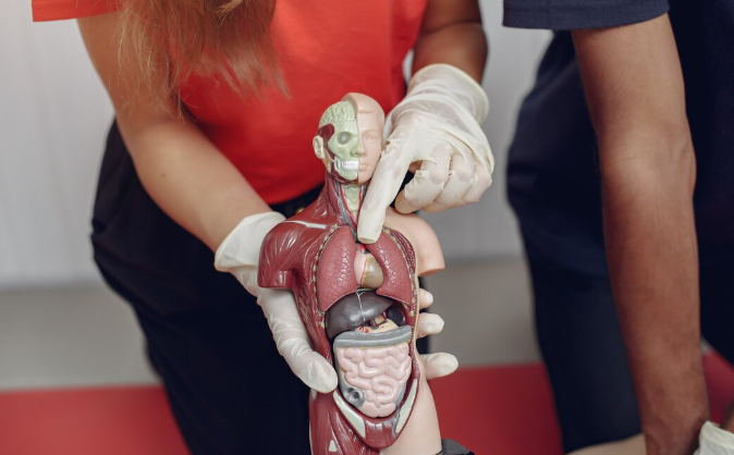 The Bio-Printed Heart – Surgeons Successfully Transplant the First Fully 3D-Printed Human Organ